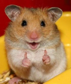 HAMSTER-THUMBS-UP