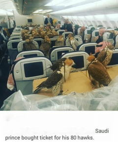 person-farfailnation-my-captain-friend-sent-this-photo-saudi-prince-bought-ticket-his-80-hawks