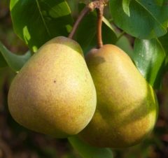 pear-beurre-hardy-tree-p7686-54787_medium